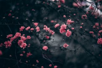 flowers_dark