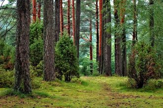forest